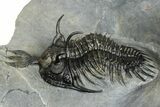 Triple Spiny Walliserops Trilobite Specimen - Timrzit, Morocco #354605-12